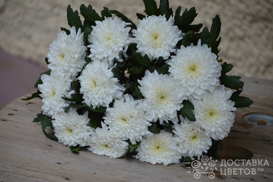 Букет Белые хризантемы